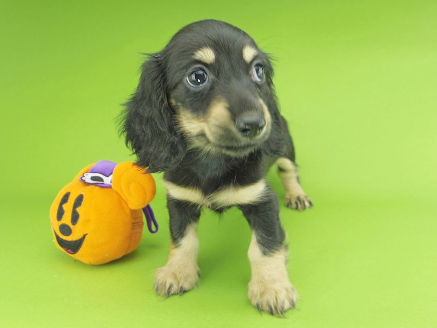 カニンヘンダックスフンド アビスmt & バロンmtの子犬 ブラックイエロー(ブラッククリーム) 女の子_IGP9954 カニンヘンダックスフンド アビスmt & バロンmtの子犬 ブラックイエロー(ブラッククリーム) 女の子