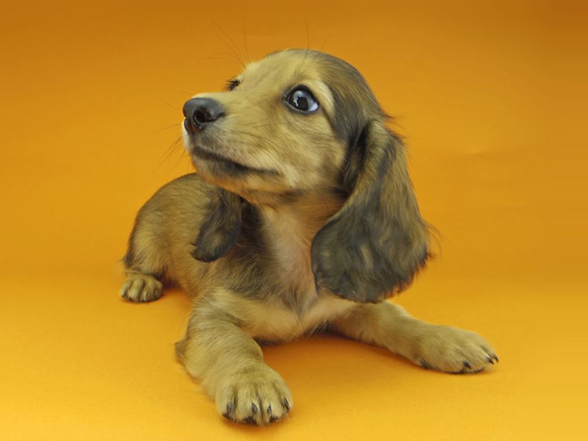 カニンヘンダックスフンド リンmt & ビルズmtの子犬 レディッシュイエロー（シェーデットクリーム） 女の子