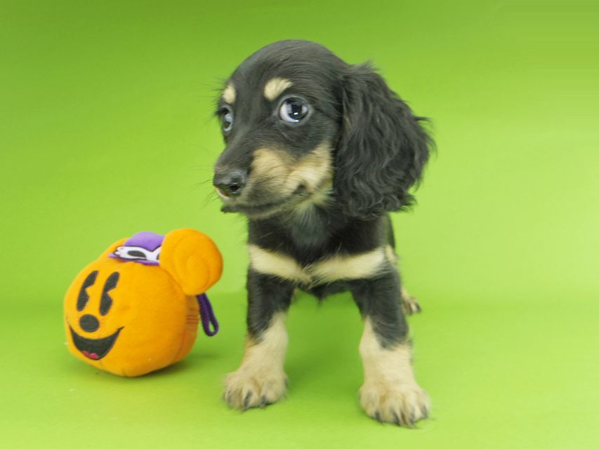 カニンヘンダックスフンド アビスmt & バロンmtの子犬 ブラックイエロー(ブラッククリーム) 女の子_IGP9955 カニンヘンダックスフンド アビスmt & バロンmtの子犬 ブラックイエロー(ブラッククリーム) 女の子