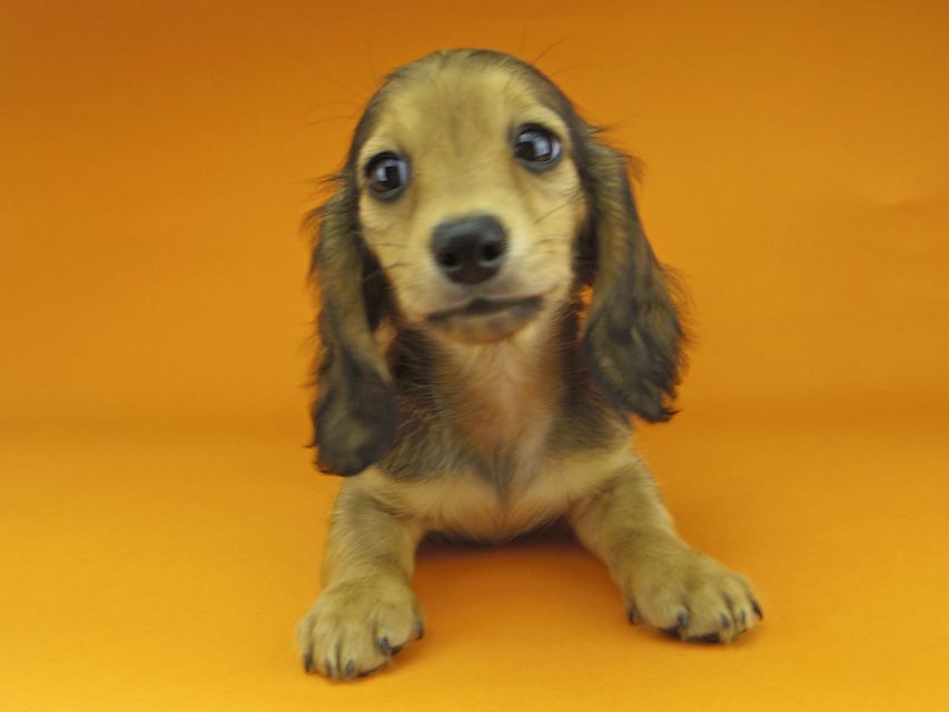 カニンヘンダックスフンド リンmt & ビルズmtの子犬 レディッシュイエロー（シェーデットクリーム） 女の子