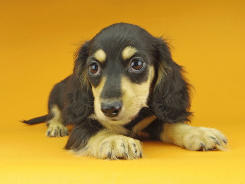 カニンヘンダックスフンド アビスmt & バロンmtの子犬 ブラックイエロー（ブラッククリーム） 男の子