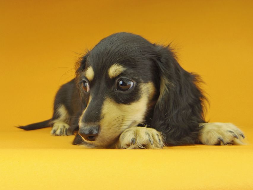 カニンヘンダックスフンド アビスmt & バロンmtの子犬 ブラックイエロー（ブラッククリーム） 男の子