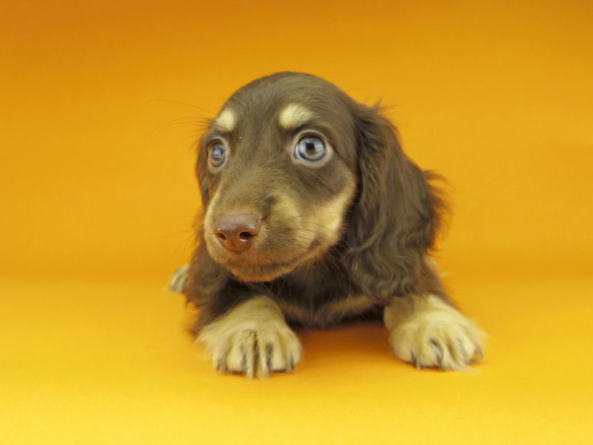 カニンヘンダックスフンド アビスmt & バロンmtの子犬 チョコイエロー（チョコクリーム） 男の子