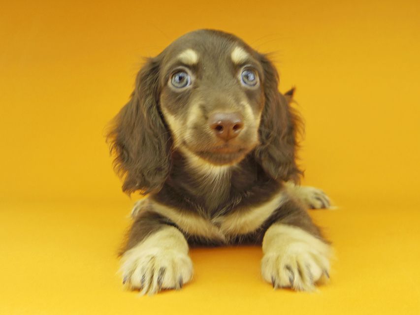 カニンヘンダックスフンド アビスmt & バロンmtの子犬 チョコイエロー（チョコクリーム） 男の子