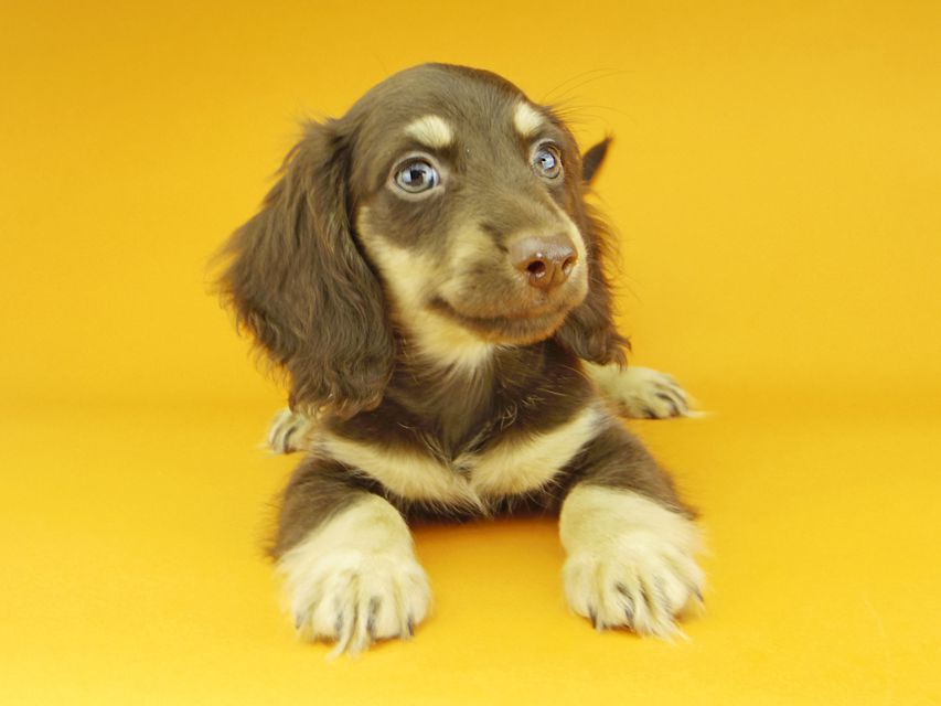 カニンヘンダックスフンド アビスmt & バロンmtの子犬 チョコイエロー（チョコクリーム） 男の子