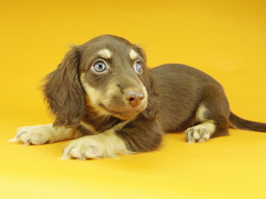 カニンヘンダックスフンド アビスmt & バロンmtの子犬 チョコイエロー（チョコクリーム） 男の子