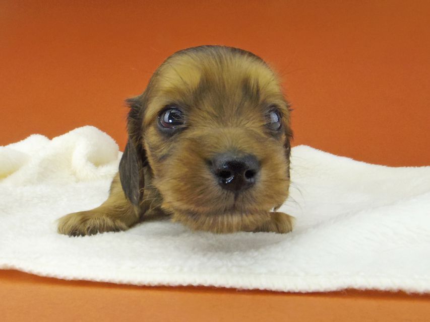 カニンヘン ダックスフンド アンナ & 竹千代の子犬 レッド 男の子