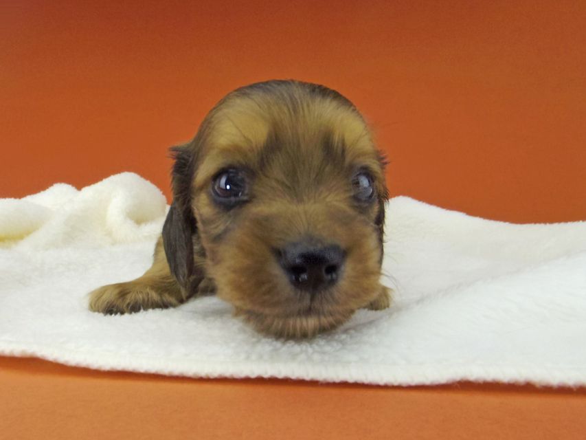 カニンヘン ダックスフンド アンナ & 竹千代の子犬 レッド 男の子