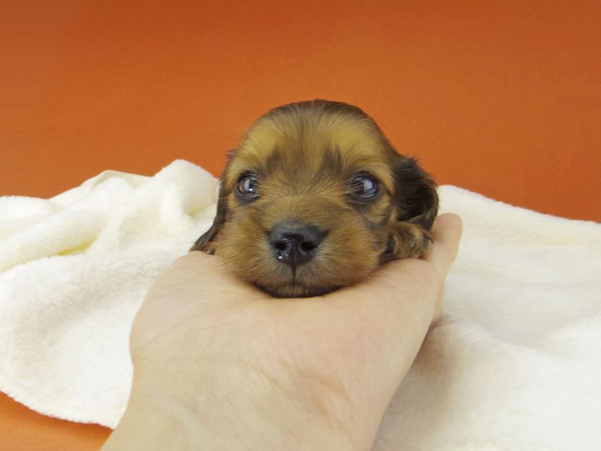 カニンヘン ダックスフンド アンナ & 竹千代の子犬 レッド 男の子