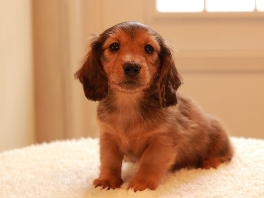 カニンヘン ダックスフンド トマト & オスカーの子犬 レッド 男の子