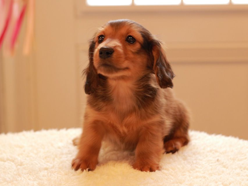 カニンヘン ダックスフンド トマト & オスカーの子犬 レッド 男の子