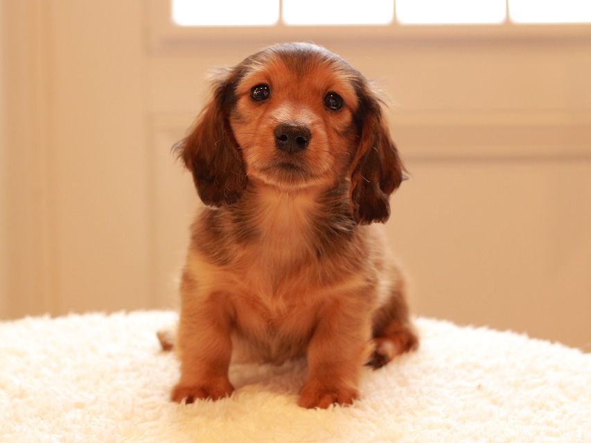 カニンヘン ダックスフンド トマト & オスカーの子犬 レッド 男の子