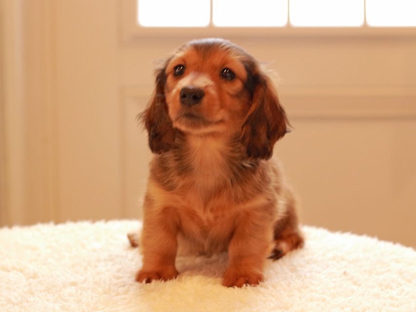 カニンヘン ダックスフンド トマト & オスカーの子犬 レッド 男の子