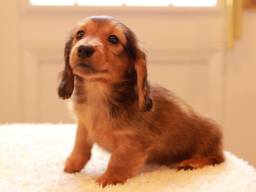 カニンヘン ダックスフンド トマト & オスカーの子犬 レッド 男の子