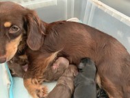 カニンヘンダックスフンド ジャム 8月15日 子犬の出産 カニンヘンダックスフンド ジャム 8月15日 子犬の出産