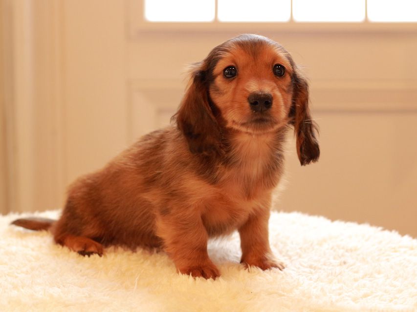 カニンヘン ダックスフンド トマト & オスカーの子犬 レッド 男の子