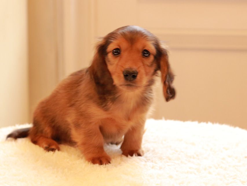 カニンヘン ダックスフンド トマト & オスカーの子犬 レッド 男の子