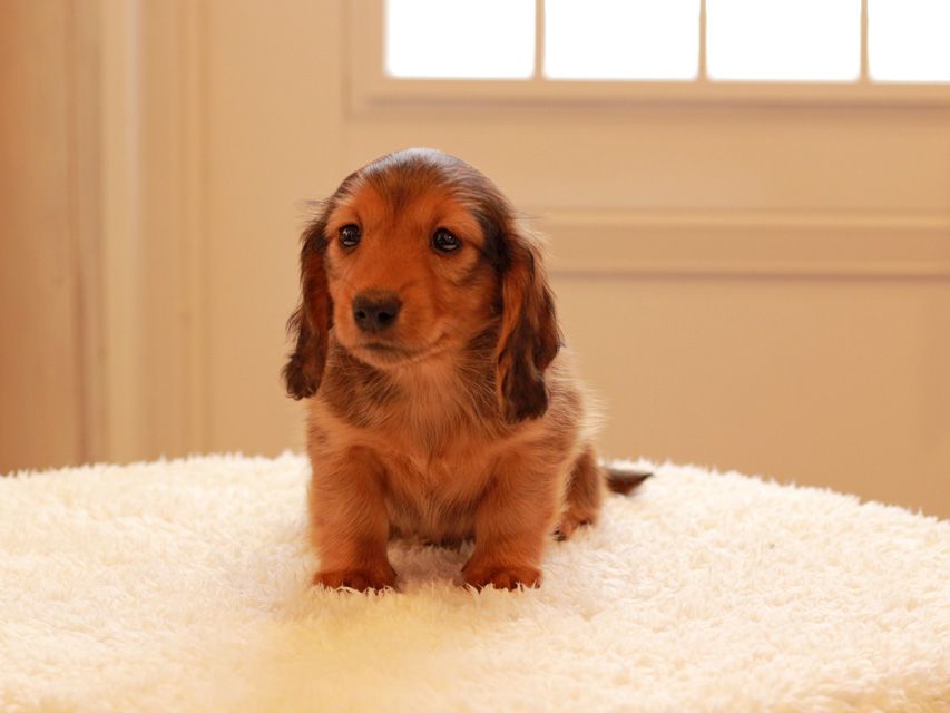 カニンヘン ダックスフンド トマト & オスカーの子犬 レッド 男の子