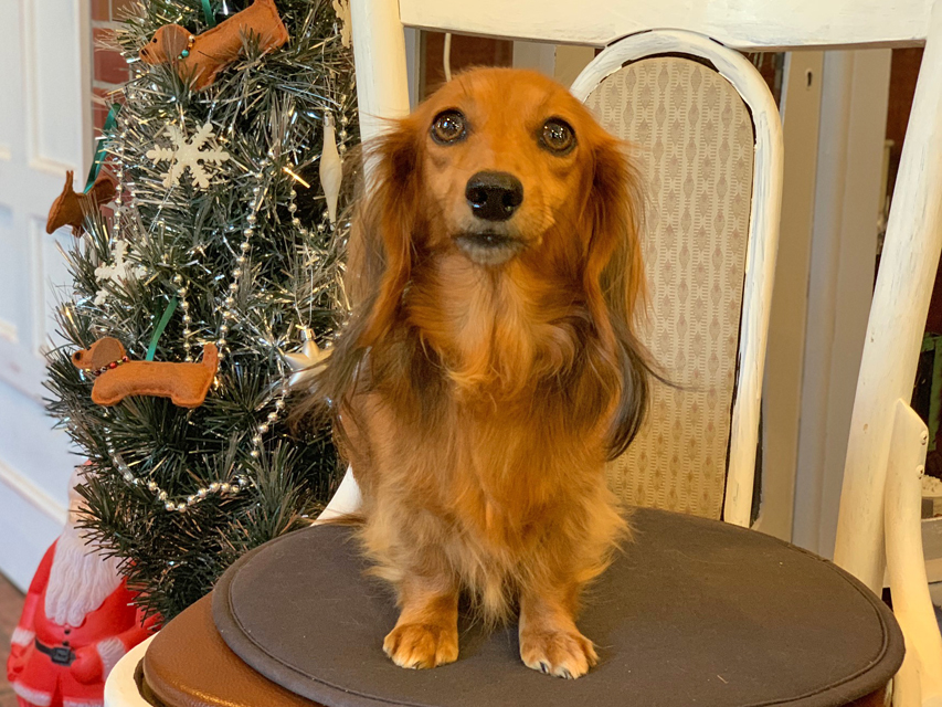 カニンヘンダックスフンド 茶葉 メンバー紹介IMG_0097 カニンヘンダックスフンド 茶葉 メンバー紹介