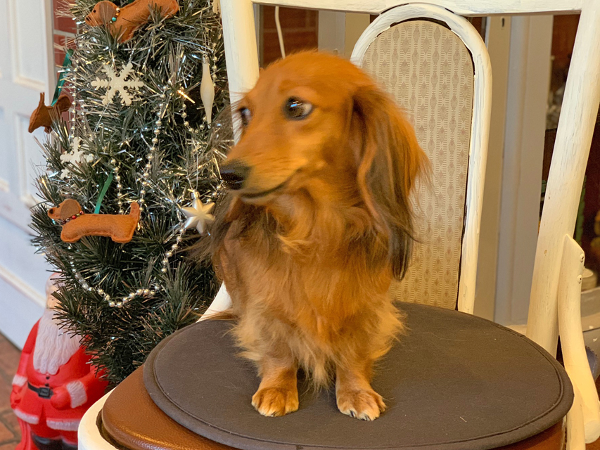 カニンヘンダックスフンド 茶葉 メンバー紹介IMG_0101 カニンヘンダックスフンド 茶葉 メンバー紹介