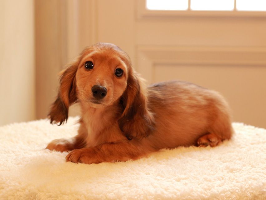 カニンヘン ダックスフンド バンビ & スカッシュの子犬 レッド 男の子IMG_0105 カニンヘン ダックスフンド バンビ & スカッシュの子犬 レッド 男の子