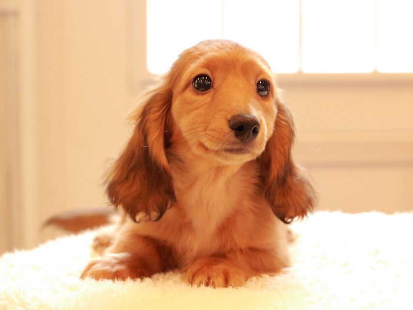 カニンヘン ダックスフンド バンビ & スカッシュの子犬 レッド 男の子IMG_0120 カニンヘン ダックスフンド バンビ & スカッシュの子犬 レッド 男の子