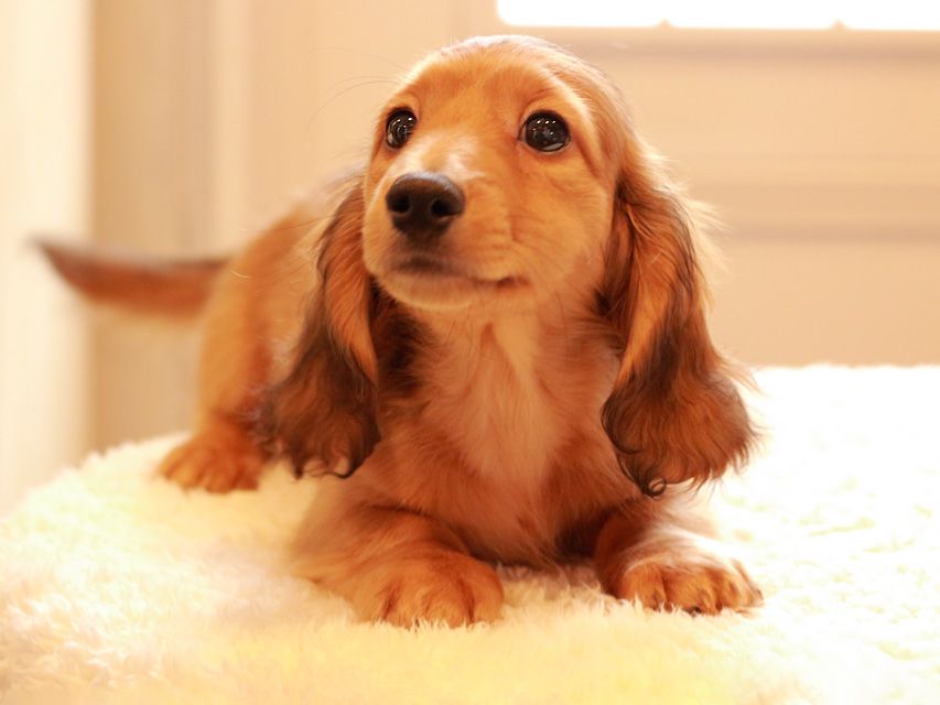 カニンヘン ダックスフンド バンビ & スカッシュの子犬 レッド 男の子IMG_0123 カニンヘン ダックスフンド バンビ & スカッシュの子犬 レッド 男の子