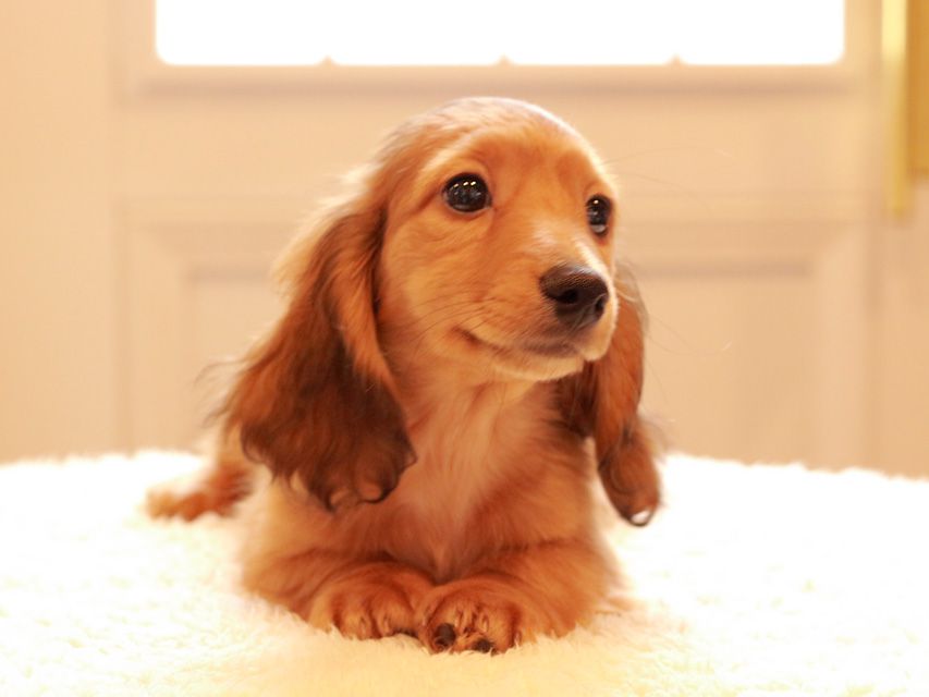 カニンヘン ダックスフンド バンビ & スカッシュの子犬 レッド 男の子IMG_0131 カニンヘン ダックスフンド バンビ & スカッシュの子犬 レッド 男の子