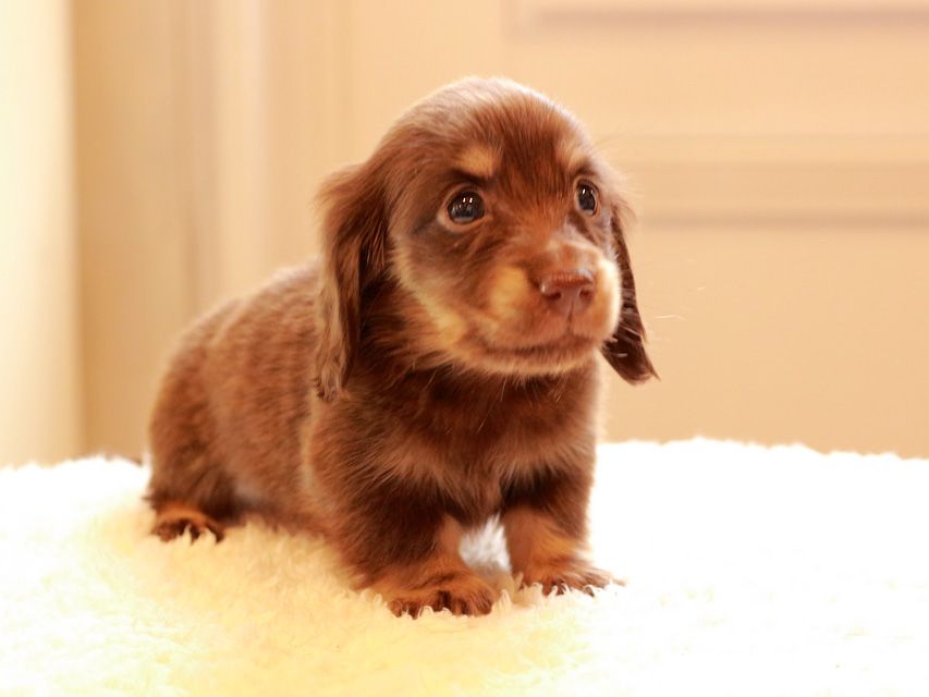 カニンヘン ダックスフンド ひなプリ & ナイトの子犬 チョコイエロー（チョコクリーム） 男の子