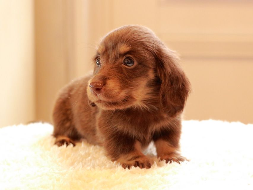 カニンヘン ダックスフンド ひなプリ & ナイトの子犬 チョコイエロー（チョコクリーム） 男の子