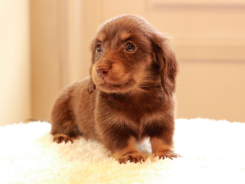 カニンヘン ダックスフンド ひなプリ & ナイトの子犬 チョコイエロー（チョコクリーム） 男の子
