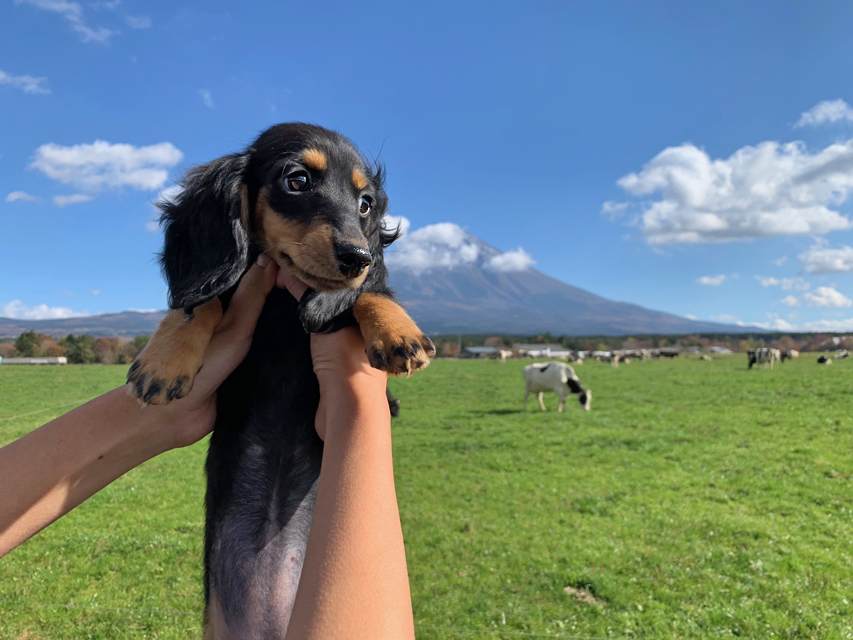 カニンヘンダックスフンド ルースmt & バロンmtの子犬 ブラックタン 女の子（2）