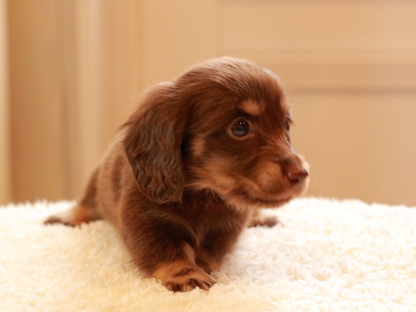 カニンヘン ダックスフンド ひなプリ & ナイトの子犬 チョコイエロー（チョコクリーム） 男の子