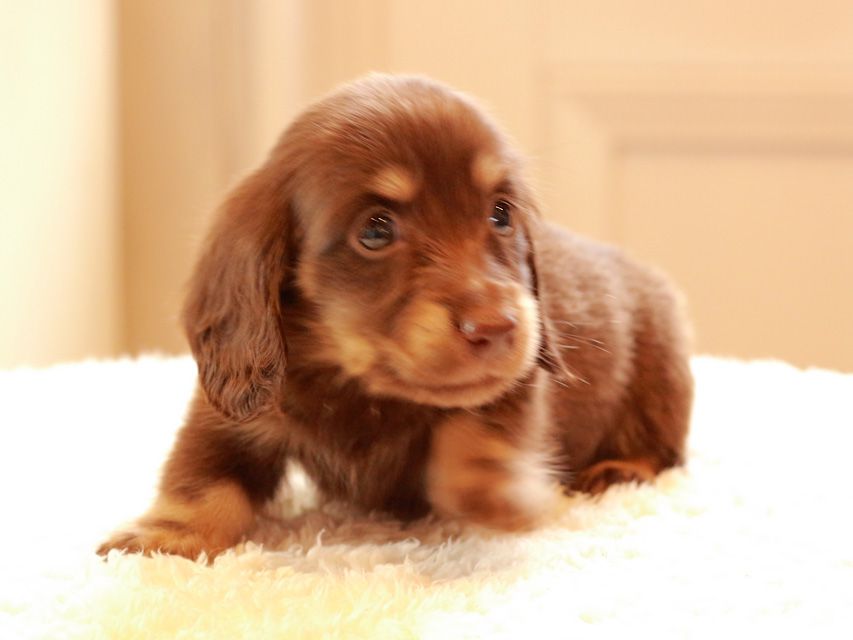 カニンヘン ダックスフンド ひなプリ & ナイトの子犬 チョコイエロー（チョコクリーム） 男の子