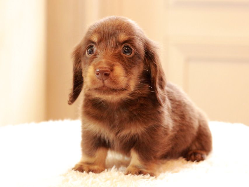 カニンヘン ダックスフンド ひなプリ & ナイトの子犬 チョコイエロー（チョコクリーム） 男の子