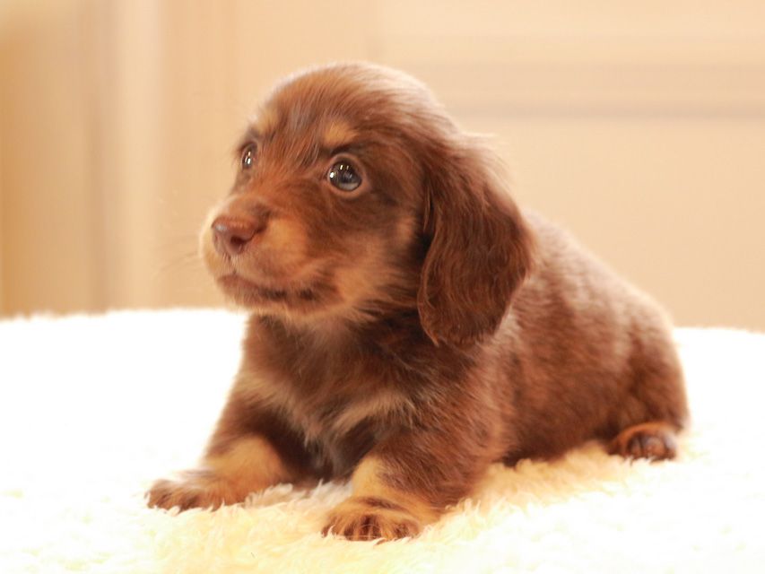 カニンヘン ダックスフンド ひなプリ & ナイトの子犬 チョコイエロー（チョコクリーム） 男の子
