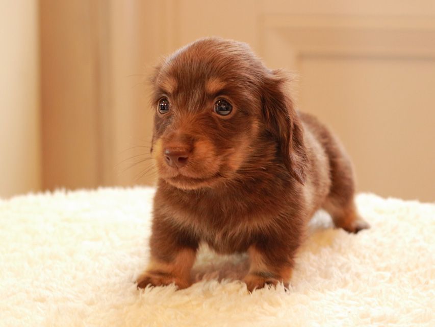 カニンヘン ダックスフンド ひなプリ & ナイトの子犬 チョコイエロー（チョコクリーム） 男の子