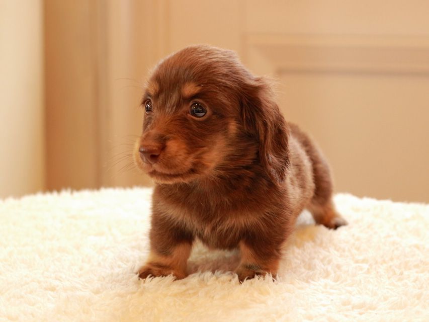 カニンヘン ダックスフンド ひなプリ & ナイトの子犬 チョコイエロー（チョコクリーム） 男の子