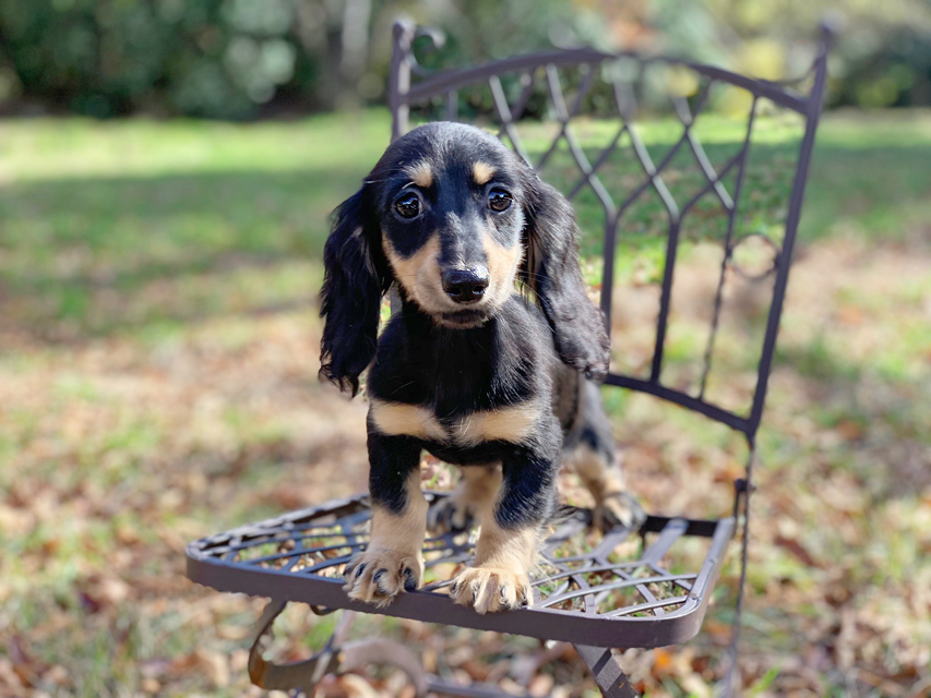 カニンヘンダックスフンド アビスmt & バロンmtの子犬 ブラックイエロー(ブラッククリーム) 女の子IMG_0186 カニンヘンダックスフンド アビスmt & バロンmtの子犬 ブラックイエロー(ブラッククリーム) 女の子
