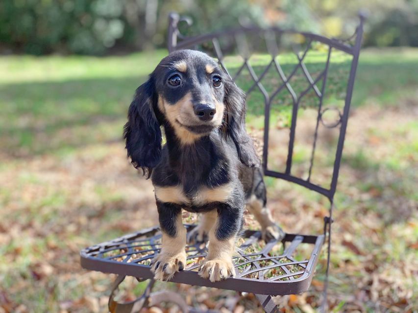 カニンヘンダックスフンド アビスmt & バロンmtの子犬 ブラックイエロー(ブラッククリーム) 女の子IMG_0187 カニンヘンダックスフンド アビスmt & バロンmtの子犬 ブラックイエロー(ブラッククリーム) 女の子