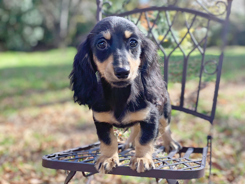 カニンヘンダックスフンド アビスmt & バロンmtの子犬 ブラックイエロー(ブラッククリーム) 女の子IMG_0192 カニンヘンダックスフンド アビスmt & バロンmtの子犬 ブラックイエロー(ブラッククリーム) 女の子