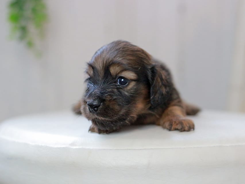 ミニチュアダックスフンド ジャジー&パンチの子犬 レッド 女の子IMG_0194 ミニチュアダックスフンド ジャジー&パンチの子犬 レッド 女の子