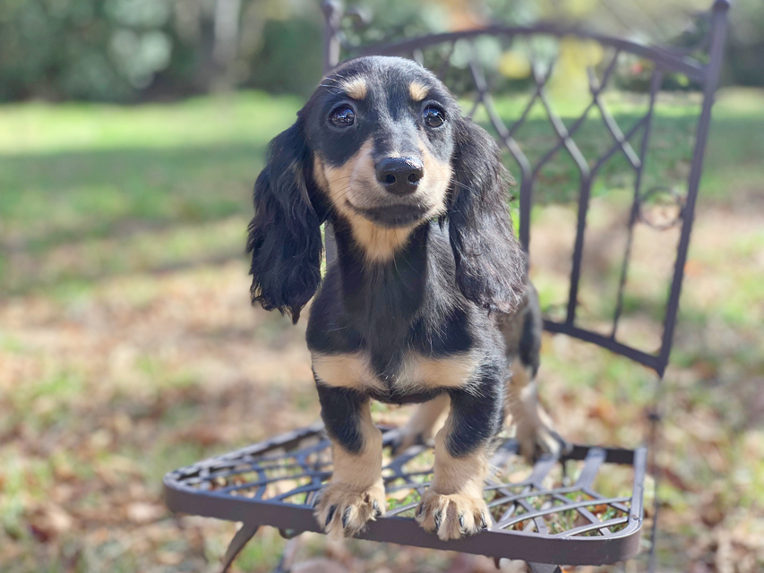 カニンヘンダックスフンド アビスmt & バロンmtの子犬 ブラックイエロー(ブラッククリーム) 女の子IMG_0195 カニンヘンダックスフンド アビスmt & バロンmtの子犬 ブラックイエロー(ブラッククリーム) 女の子