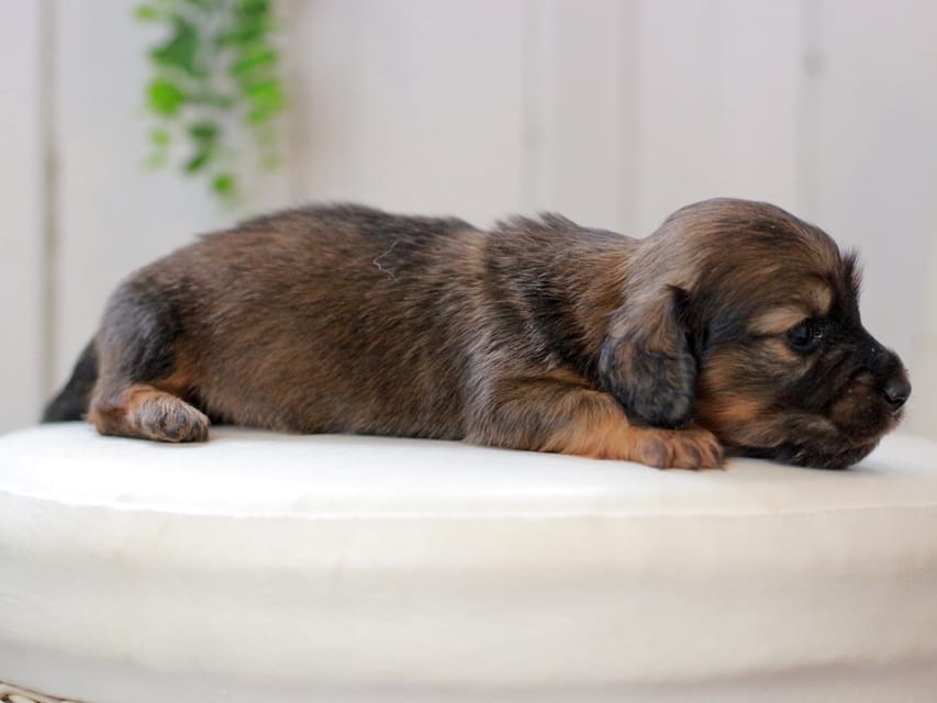 ミニチュアダックスフンド ジャジー&パンチの子犬 レッド 女の子IMG_0196 ミニチュアダックスフンド ジャジー&パンチの子犬 レッド 女の子