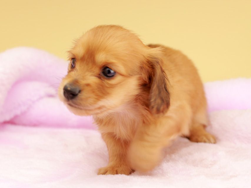 カニンヘン ダックスフンド ププリン & スカッシュの子犬 レッド 男の子