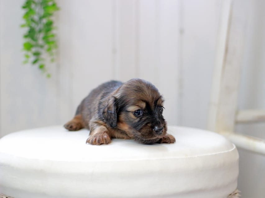 ミニチュアダックスフンド ジャジー&パンチの子犬 レッド 女の子IMG_0198 ミニチュアダックスフンド ジャジー&パンチの子犬 レッド 女の子