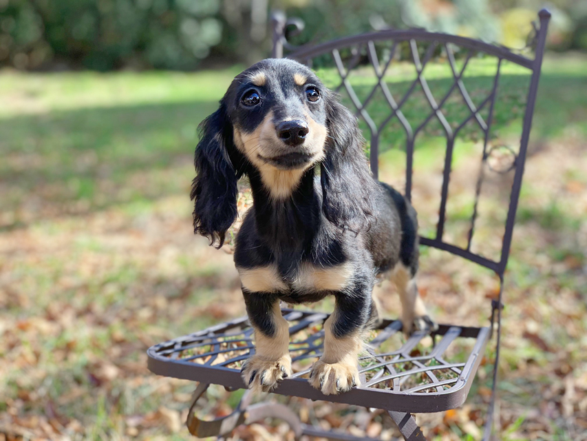 カニンヘンダックスフンド アビスmt & バロンmtの子犬 ブラックイエロー(ブラッククリーム) 女の子IMG_0200 カニンヘンダックスフンド アビスmt & バロンmtの子犬 ブラックイエロー(ブラッククリーム) 女の子