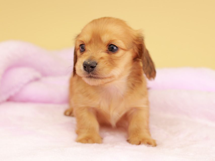 カニンヘン ダックスフンド ププリン & スカッシュの子犬 レッド 男の子