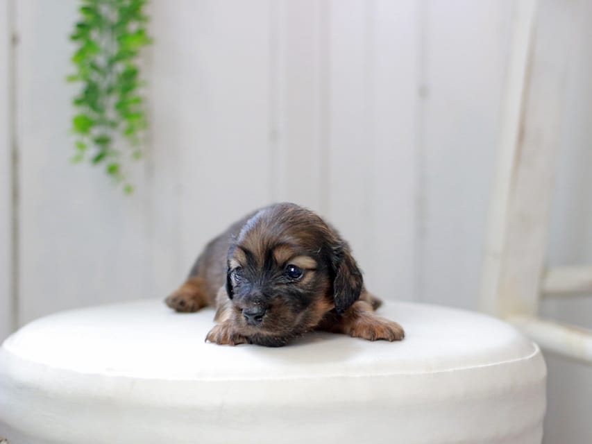 ミニチュアダックスフンド ジャジー&パンチの子犬 レッド 女の子IMG_0201 ミニチュアダックスフンド ジャジー&パンチの子犬 レッド 女の子