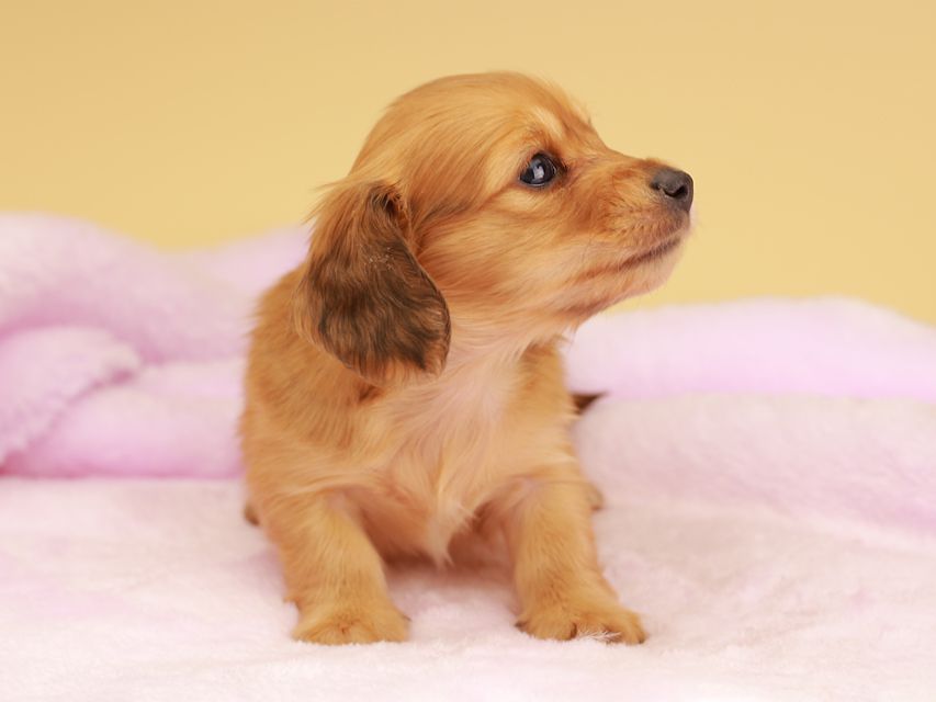 カニンヘン ダックスフンド ププリン & スカッシュの子犬 レッド 男の子